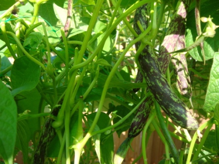 花豆