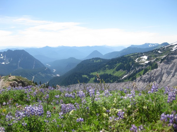 滿山的野花伴隨著雪山