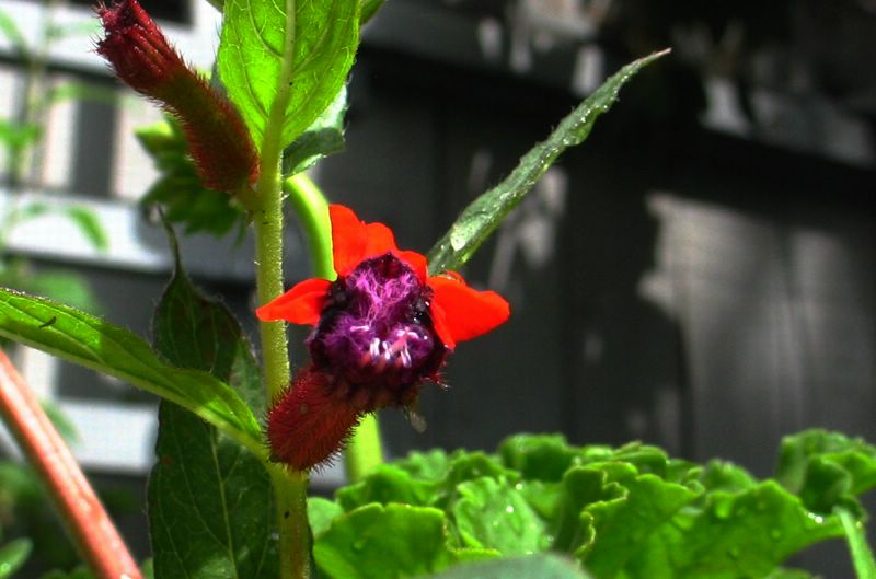 这鼠脸才有小指甲盖那么大。