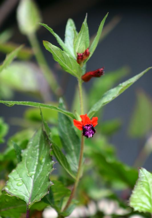 还戴着顶红帽子。