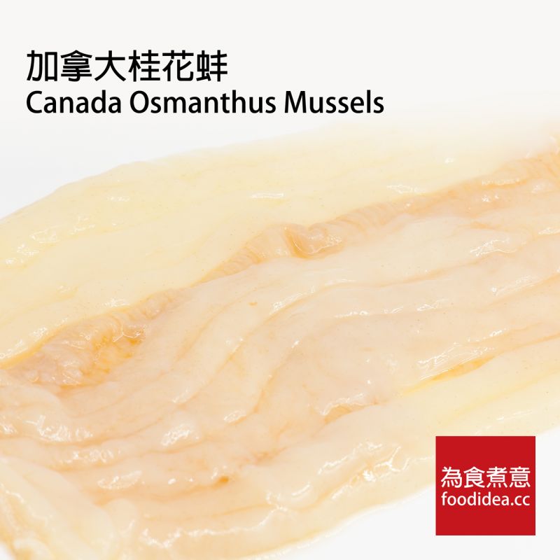 珊瑚蚌桂花蚌都不是蚌