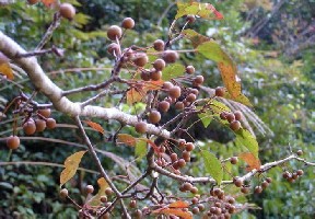 �㽭�����ң��׳ơ���ʺ�桱��ѧ����֪���＾���죬�����������ժ������ģ�ζ���൱����