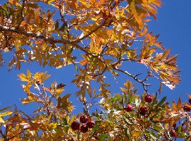 ������ʮ�£�һ����ľ��Χ���ĵط���Ұɽ���