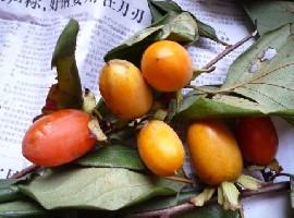 �㶫��ɽ��