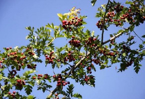 �½���ʯ���ӣ�Ұɽ���