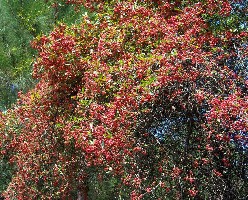 �Ĵ����ϳ䣬�Ʋ�ƺ�ֳ���Ұɽ���