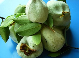 �������һ�Ҫ�ȵ�������Ƥ�˲źóԣ���Ȼ�е�ɬŶ