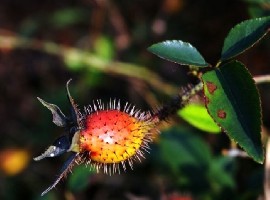 ���ϣ��С���������������ô���׳ԣ� �ǵ�Сʱ�����õ��������� Ȼ���ýŲȼ��¡��������鷳�Σ� �������������׾ƣ��ܺúȣ������ζ��