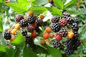 ���ϣ��żҽ磬����a��...�������Ұݮ����