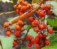 ����a��һ��������Ҳ�д�