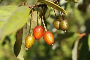 �������еĺ�����