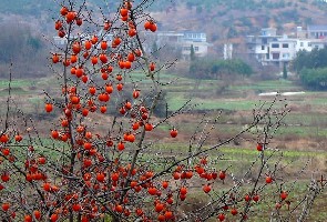 ���յ�Ұ����