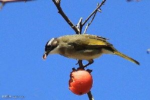 �㶫ƽԶ�������£�Ұ��������