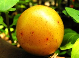 �㽭�����ң������׳ơ������桱��ѧ����֪��������������������Ǽ�Ʒ.  ����, ������������ˮ��