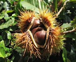 �������ϣ�ɽ���׶��