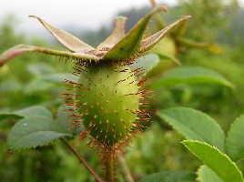 ��ӣ�ӣ��д̣����õ��ƿ��ԣ��＾���죬ζ�𣬺ó�