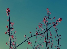 ��֦ȫ�����˺컨���������Ǽ��ô����Ҷð������ѿ