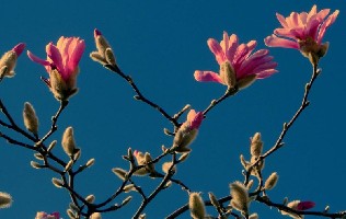 �ɻ�������û�гٵ�