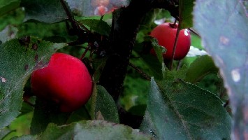 �����˼ң�һ��Сɽ髣�Ҳ����